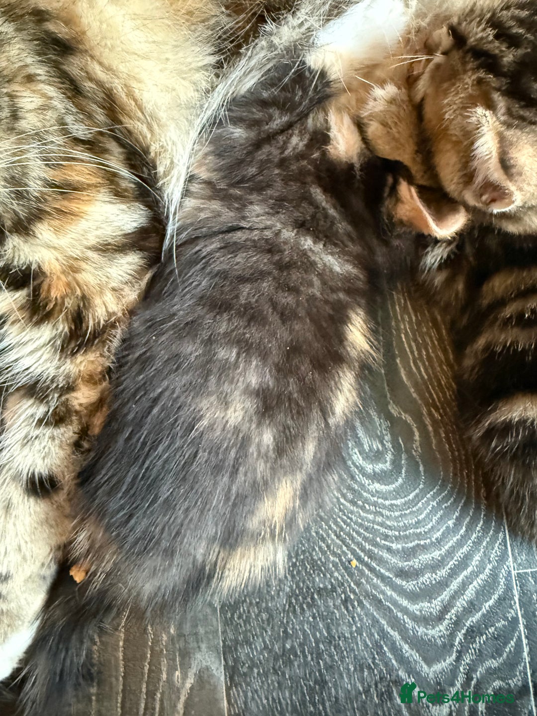 Savannah cats for sale: 3 beautiful kittens  - Image 8