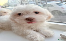 Maltese dogs for sale: Maltese puppy’s  - Image 5