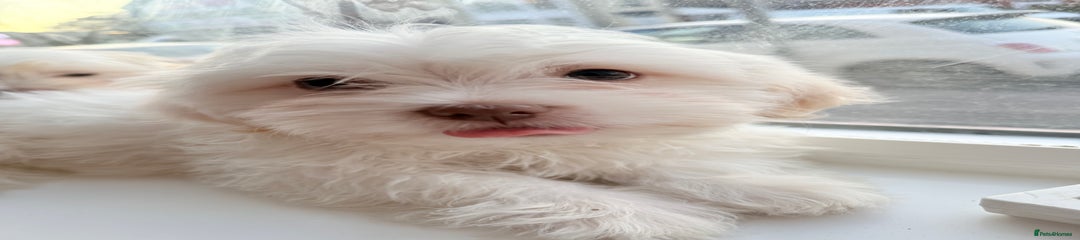Maltese Puppy 2