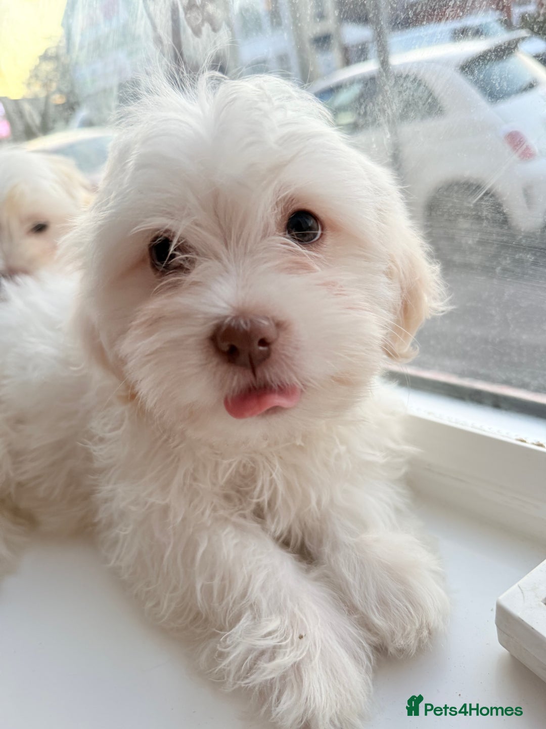 Maltese dogs for sale: Maltese puppy’s  - Image 5
