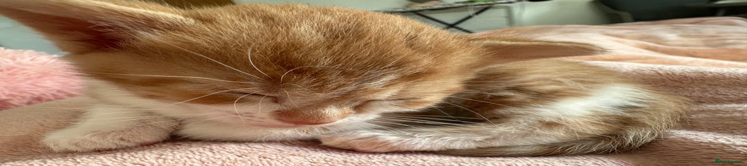 Domestic Shorthair Kitten 2