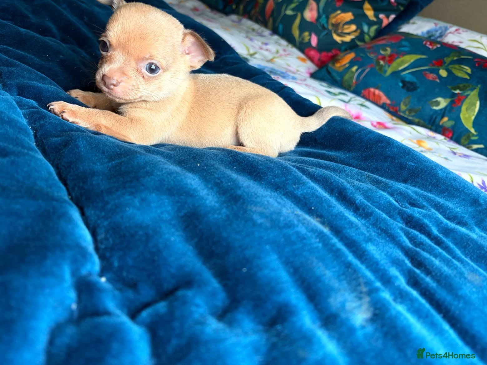 Chihuahua dogs Tiny chihuahuas 😌 - Advert 19