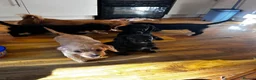 Mixed Breed dogs for sale: Stunning French bulldog/Pomeranian x Cocker  in London - Advert 9