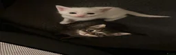 Turkish Angora cats for sale: Cute Turkish Angora x British Shorthair Kitten - Advert 12