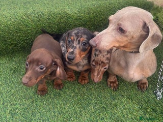 Dachshund dogs Dapple dachshund - Advert 1