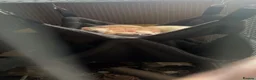 Rat rodents for sale: 3 rats  in Crewe - Advert 3