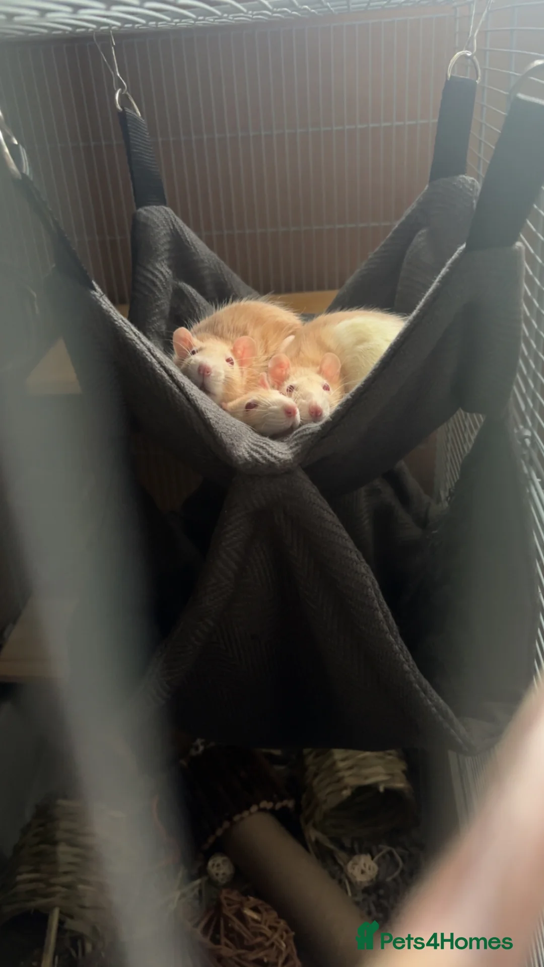 Rat rodents for sale: 3 rats  in Crewe - Advert 3