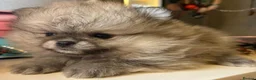 Pomeranian dogs for sale: Female Pomeranian Puppies - Advert 6