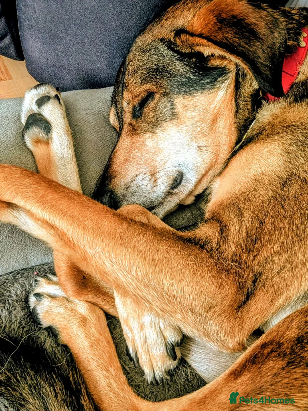 Mixed Breed dogs for adoption: Solo Buddy in Chatham - Advert 8