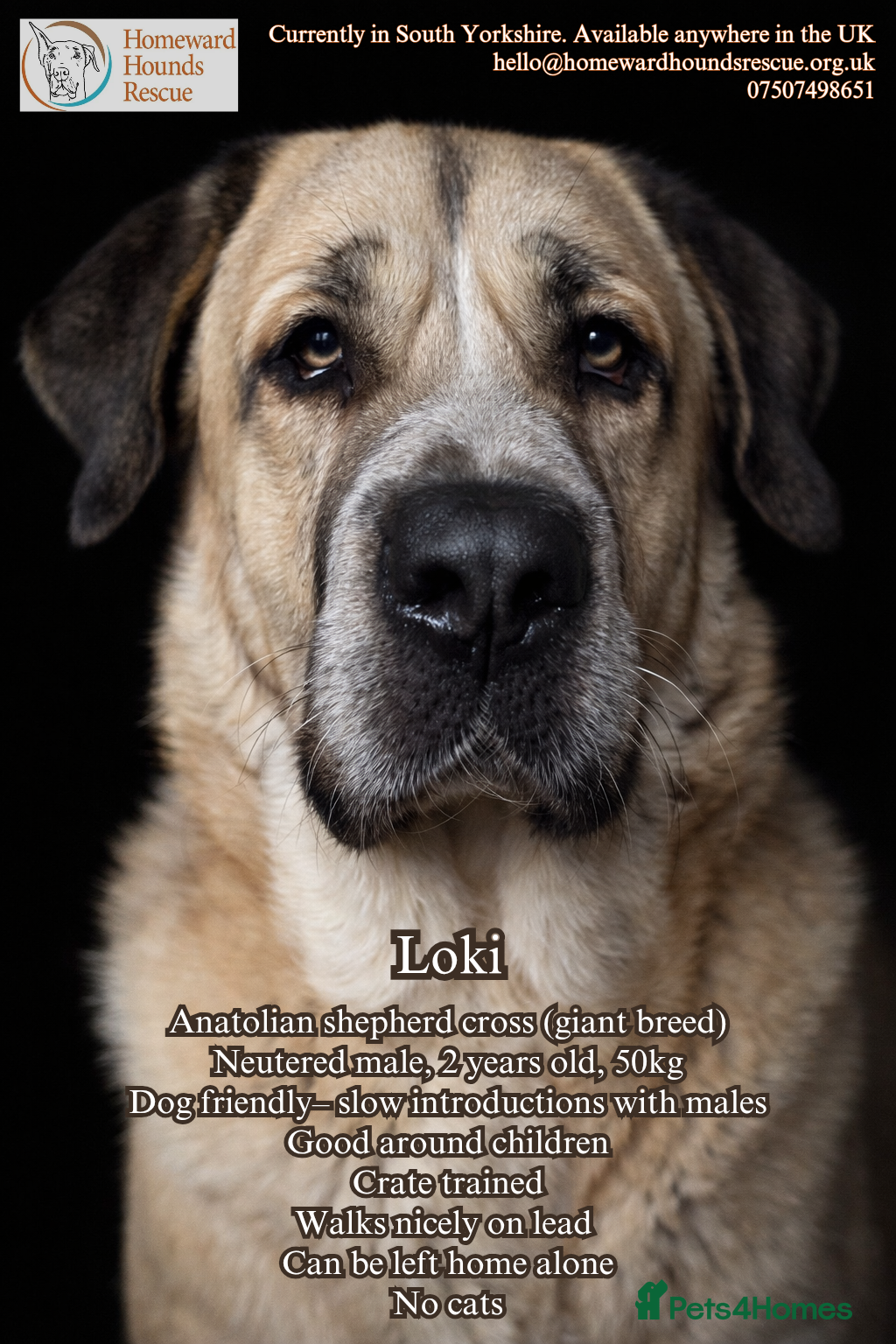 Anatolian Shepherd dogs Gentle giant Loki  - Advert 1