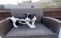 Lurcher dogs for sale: Lurcher puppies  - Image 8