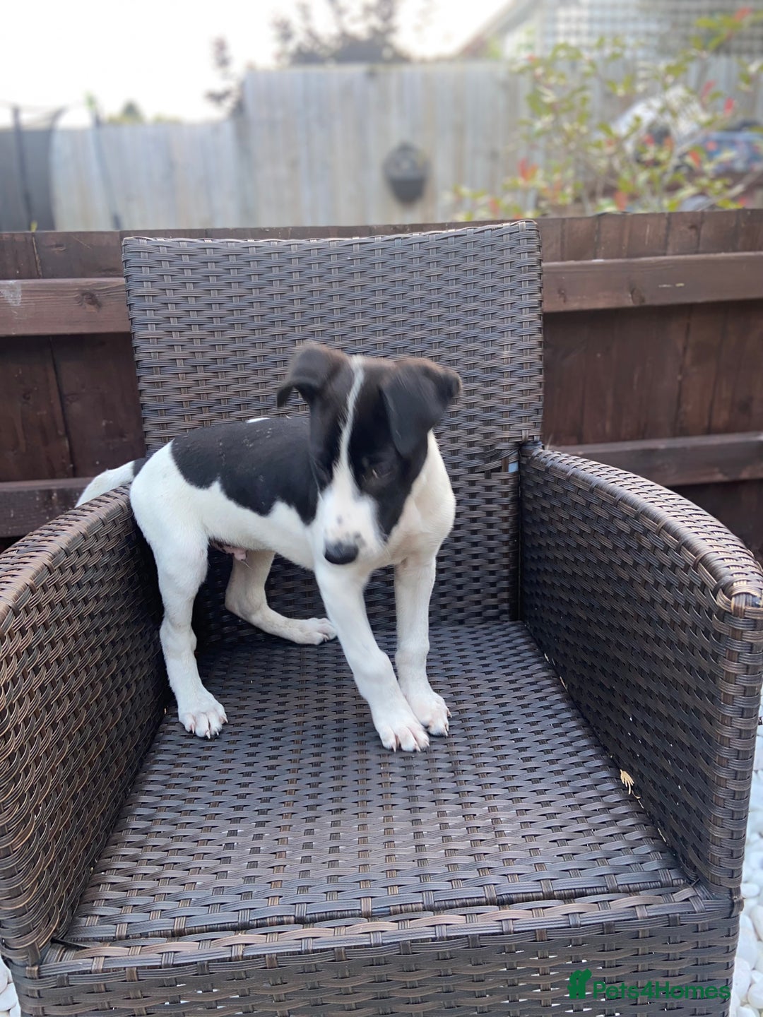 Lurcher dogs for sale: Lurcher puppies  - Image 8