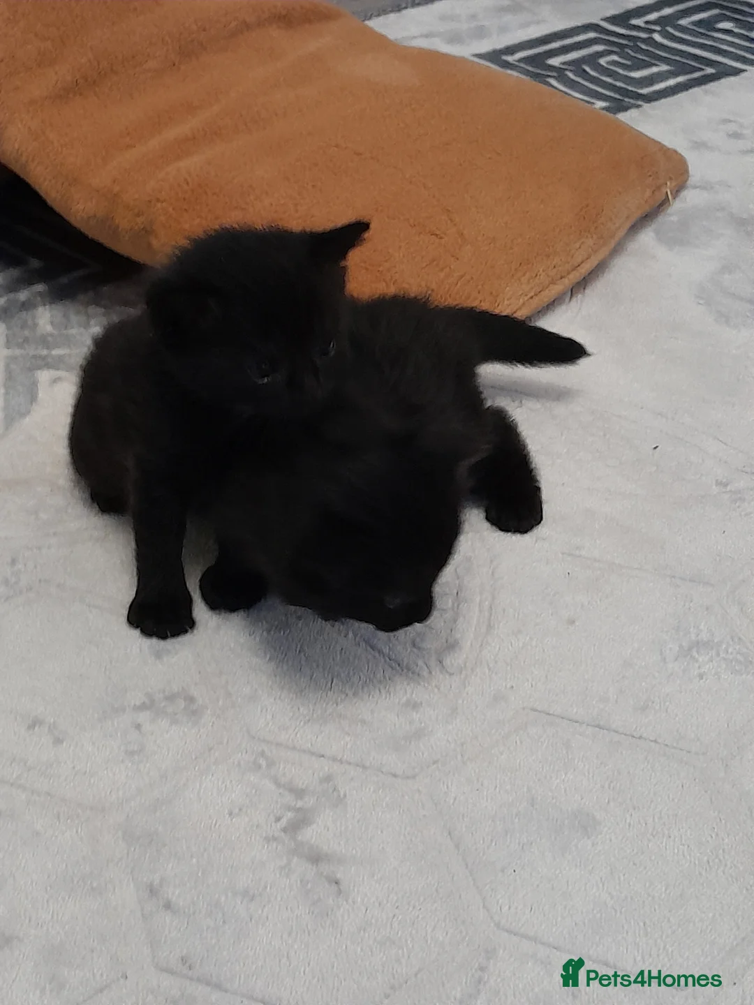 Mixed Breed cats for sale: Mr miss in Gravesend - Advert 1