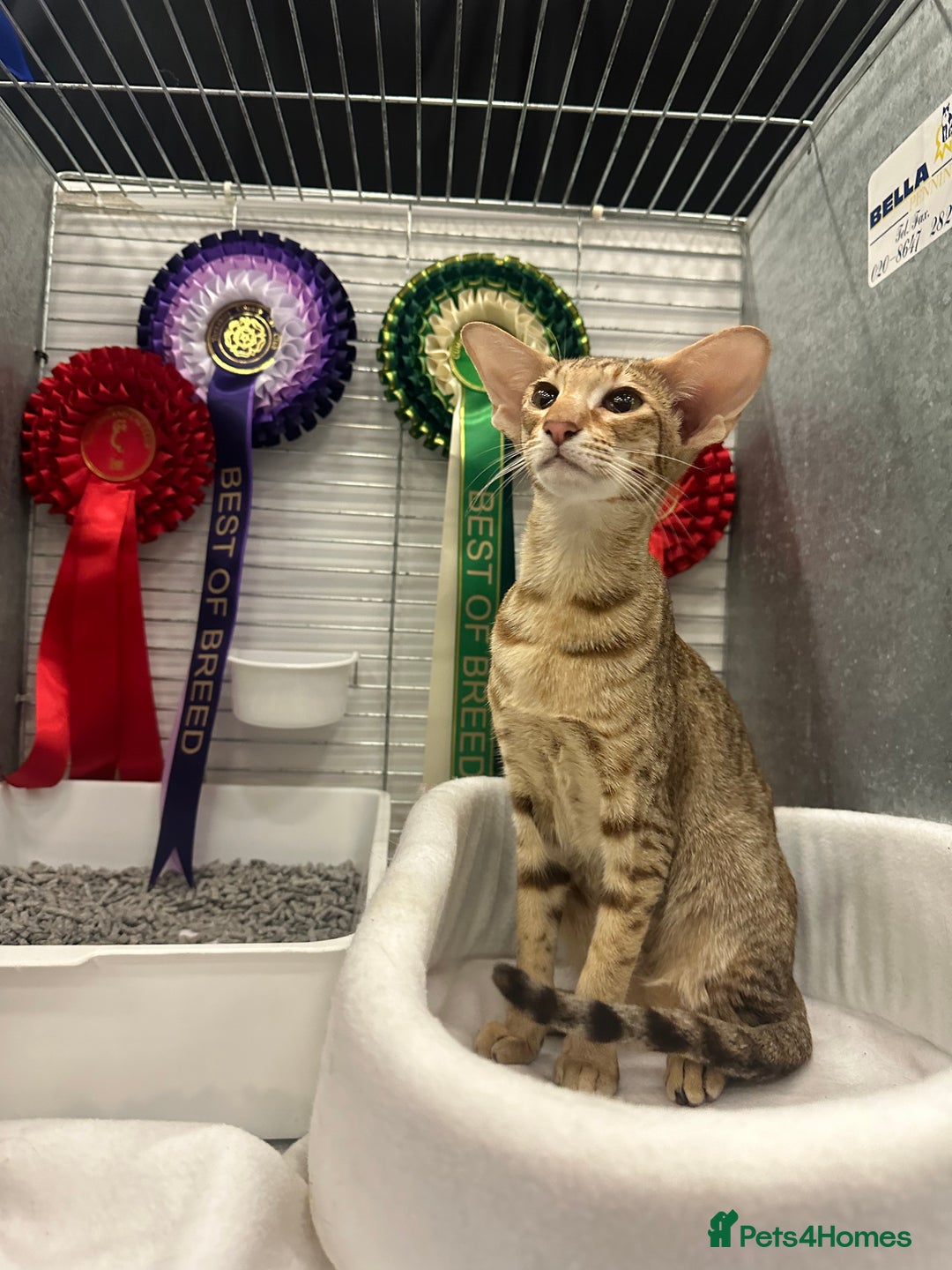 Oriental cats for sale: GCCF Oriental & Siamese Babies - Champion Lines - Advert 8