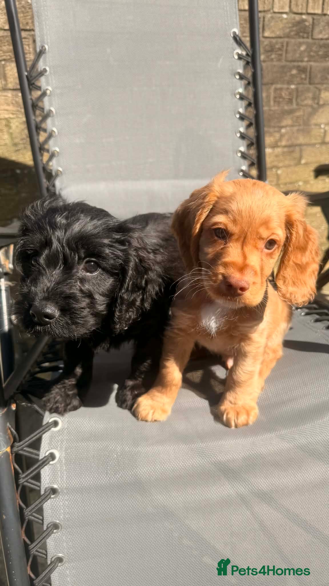 Cockapoo dogs  Black male cockapoo and fawn cocker Spaniel - Advert 10