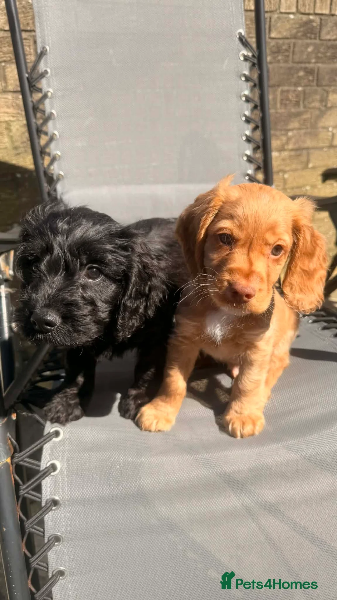 Cockapoo dogs for sale: Last pup. Black male cockapoo - Advert 2
