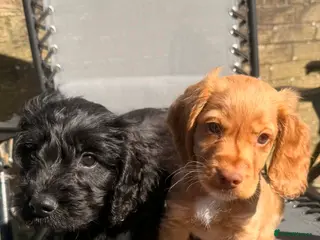 Cockapoo dogs Black male cockapoo and fawn cocker Spaniel - Advert 10