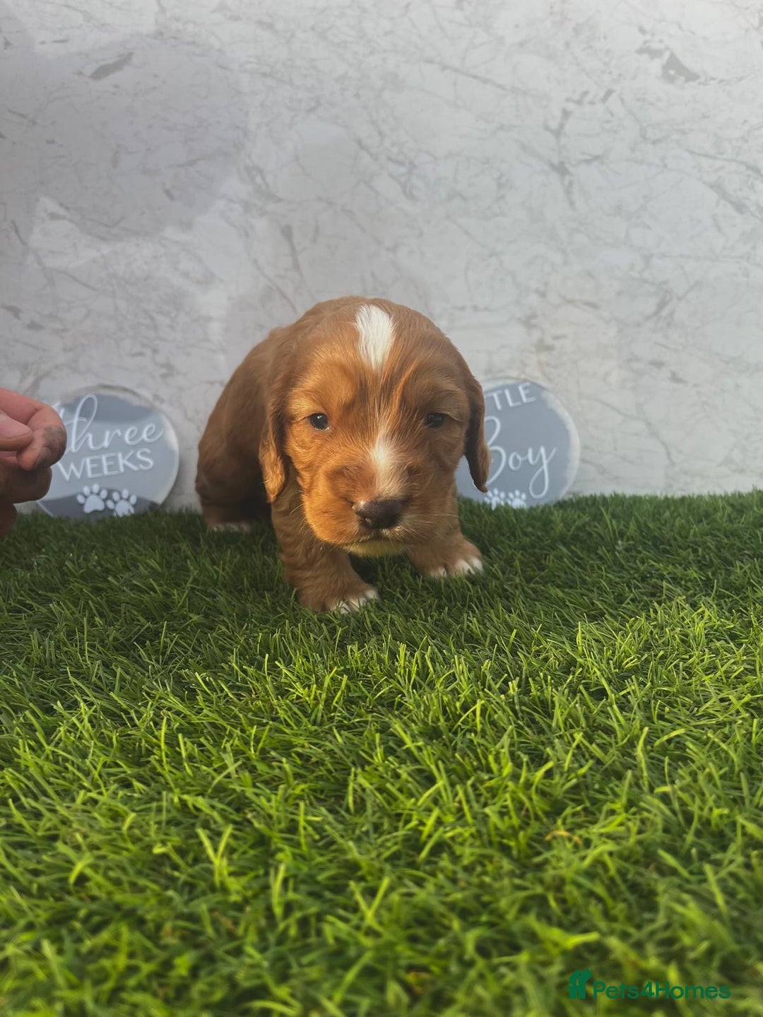 Cocker Spaniel dogs for sale: 🐾 Reservation list now open🐾 - Image 3