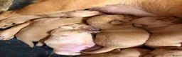 Labrador Retriever dogs for sale: Stocky Fox red labs  - Advert 7