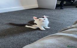 Mixed Breed cats for sale: urgent rehome - Advert 5