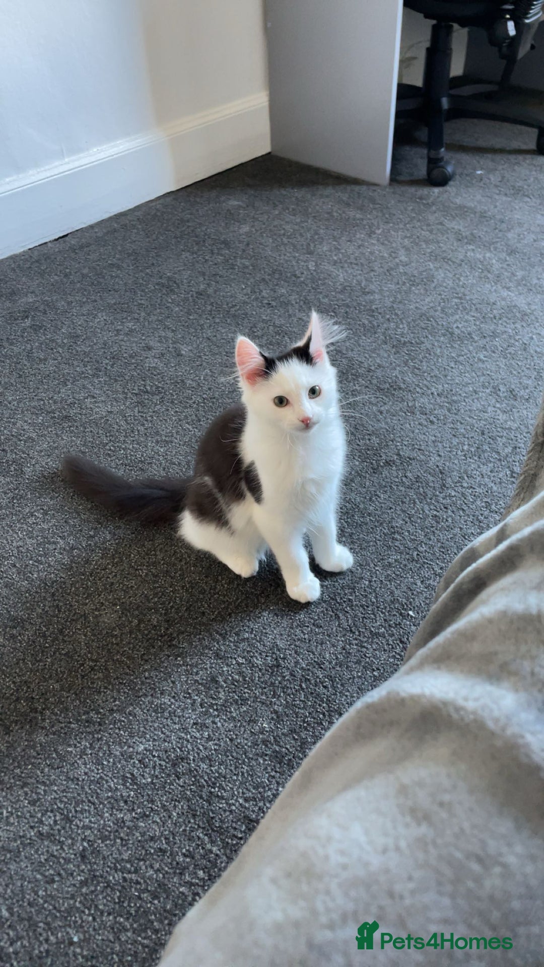 Mixed Breed cats for sale: urgent rehome - Advert 5