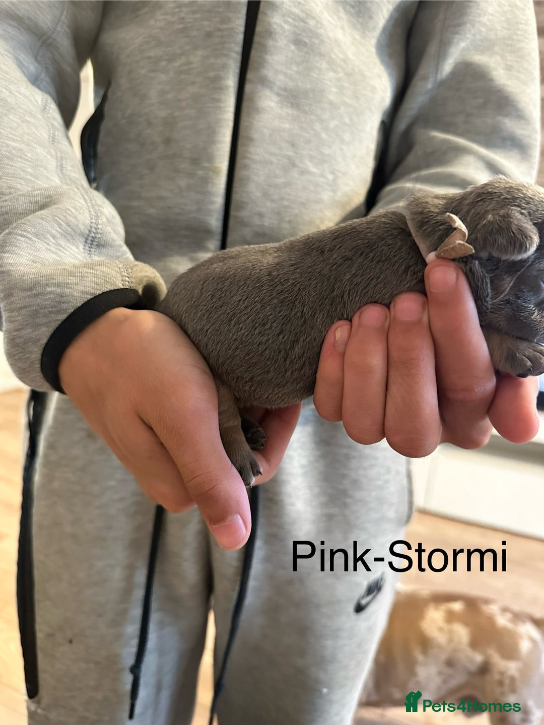 French Bulldog dogs for sale: 5 Beautiful French Bulldog Puppies  - Image 5