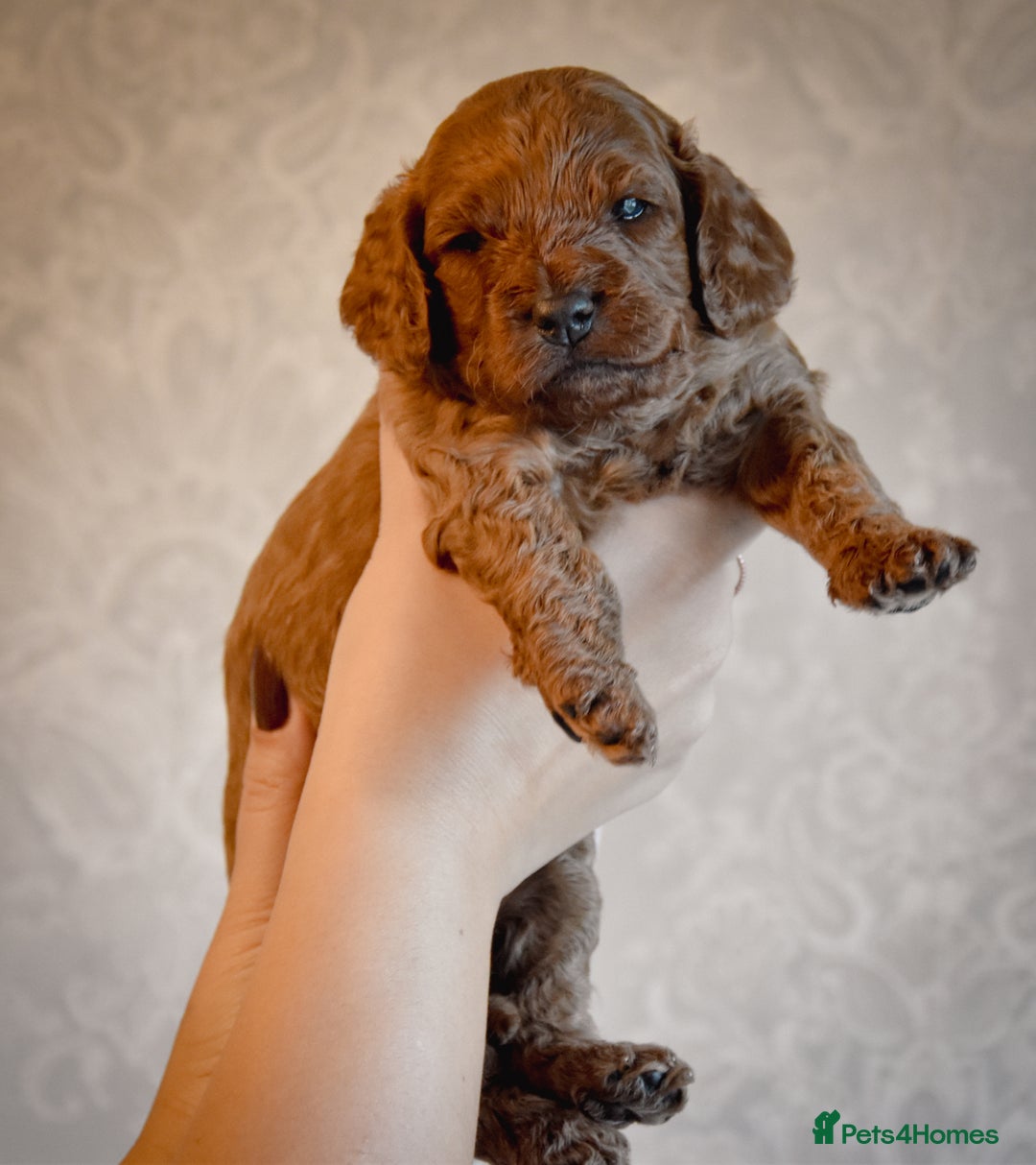Cockapoo dogs for sale: Beautiful Cockapoo Puppies - Ready mid December - Image 3