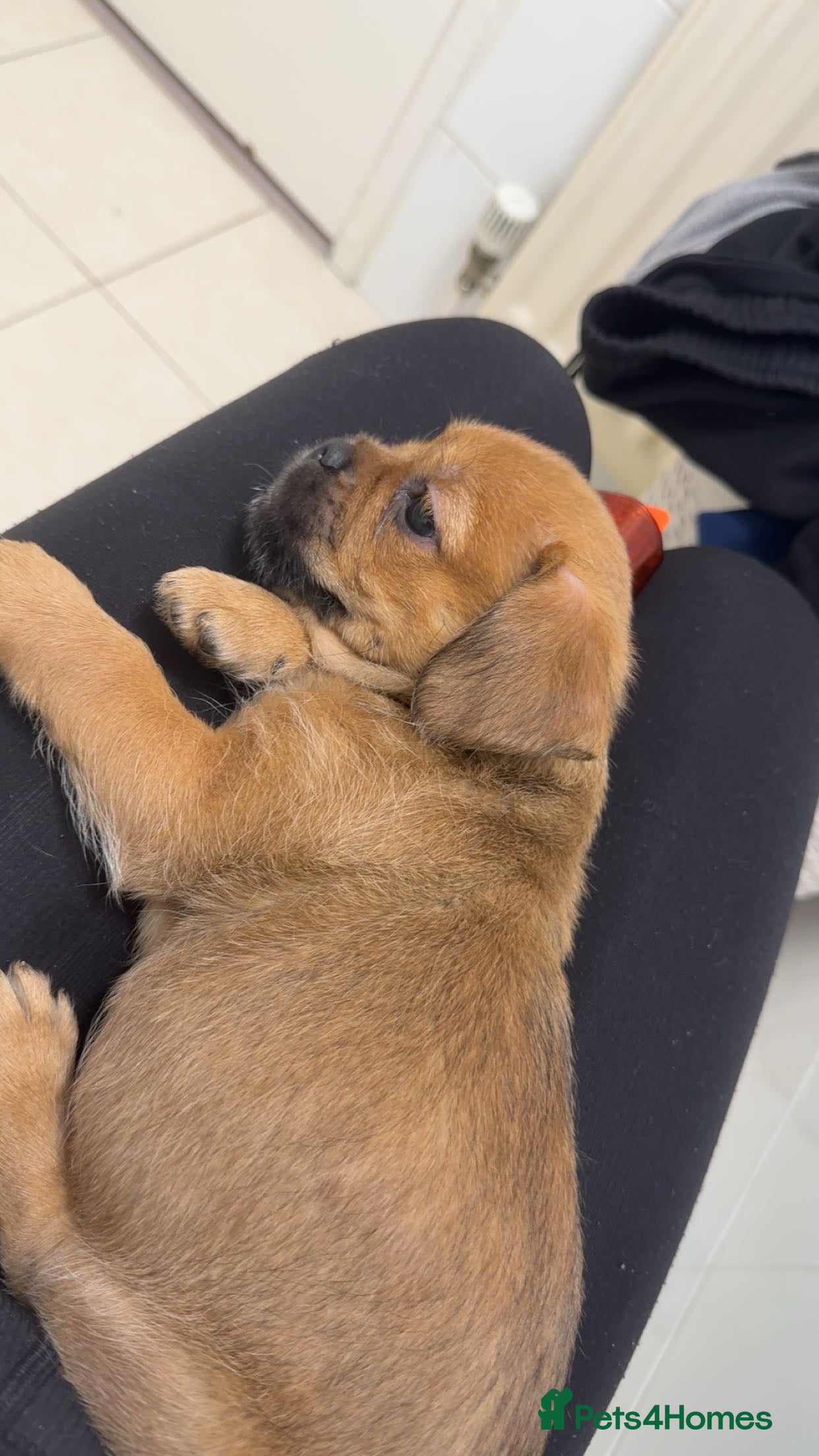 Mixed Breed dogs Teddy in Enfield - Advert 1