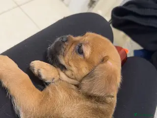 Mixed Breed dogs Teddy in Enfield - Advert 1