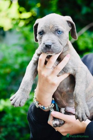 Mixed Breed dogs Stunning Cane Corso mix with Bullmastiff - Advert 2