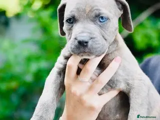 Mixed Breed dogs Stunning Cane Corso mix with Bullmastiff - Advert 8