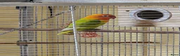 Lovebirds birds for sale: Female Fischer's Lovebird for Sale – £40 - Advert 2