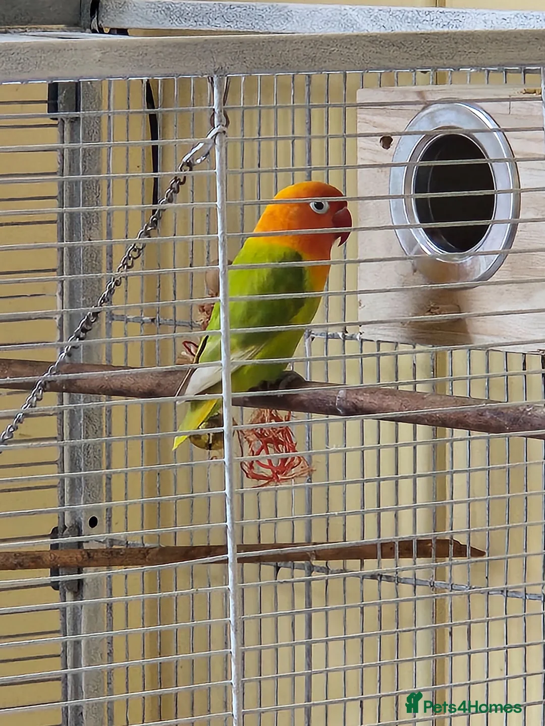 Lovebirds birds for sale: Female Fischer's Lovebird for Sale – £40 - Advert 2