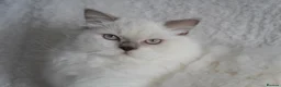 British Longhair cats for sale: Beautiful and friendly NEUTERED kitten - Advert 4