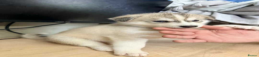 Siberian Husky Puppy 1