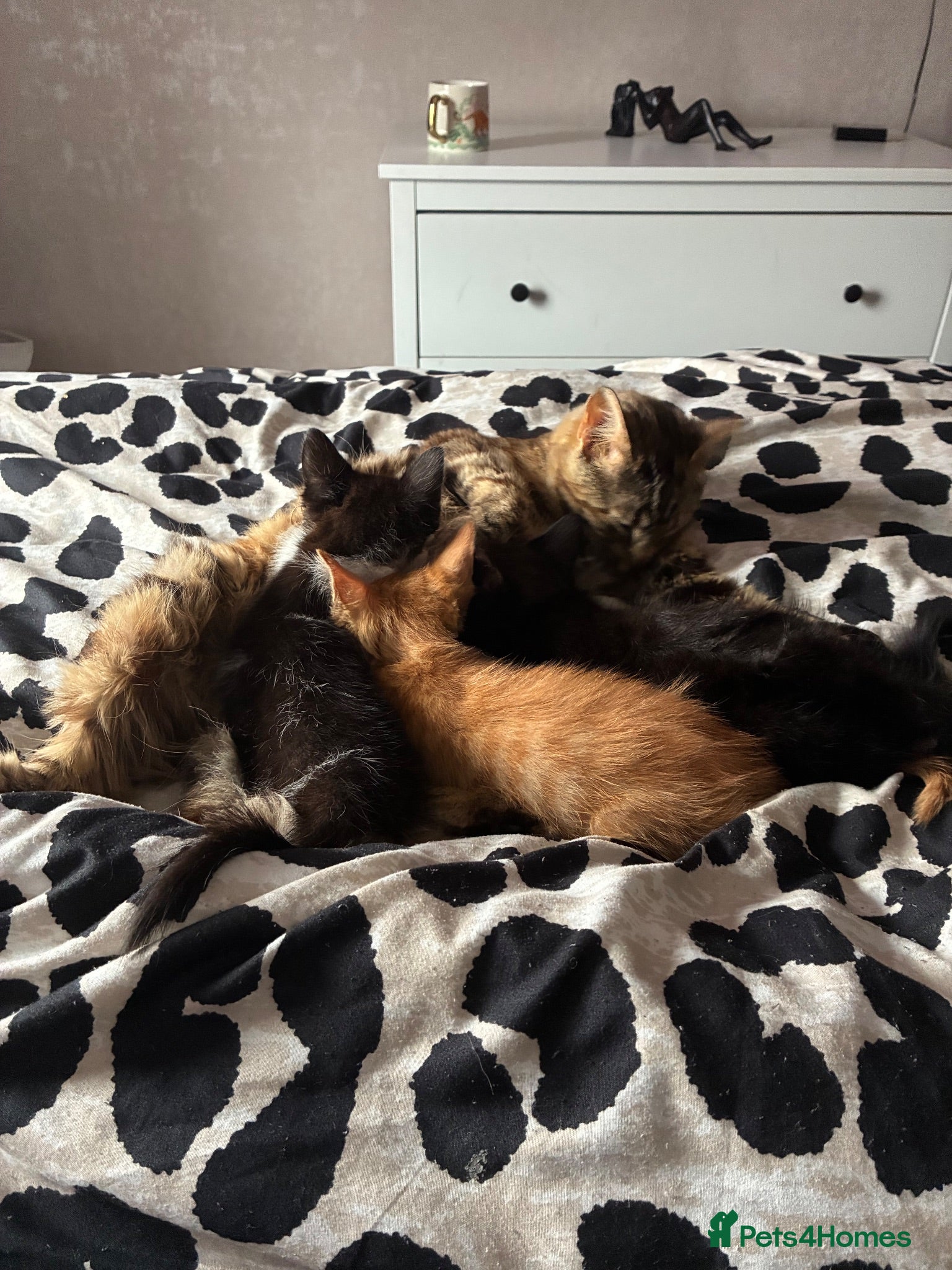Mixed Breed cats Gorgeous boys ready now  - Advert 13