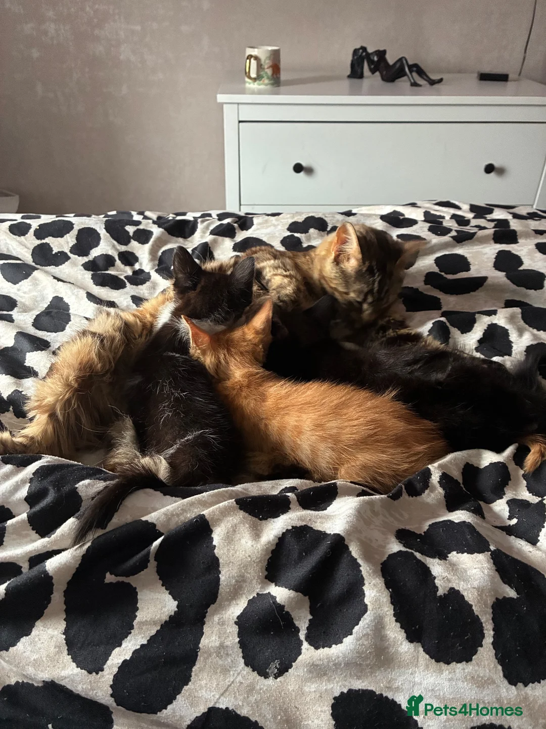 Mixed Breed cats for sale: Gorgeous boys ready now  - Advert 2