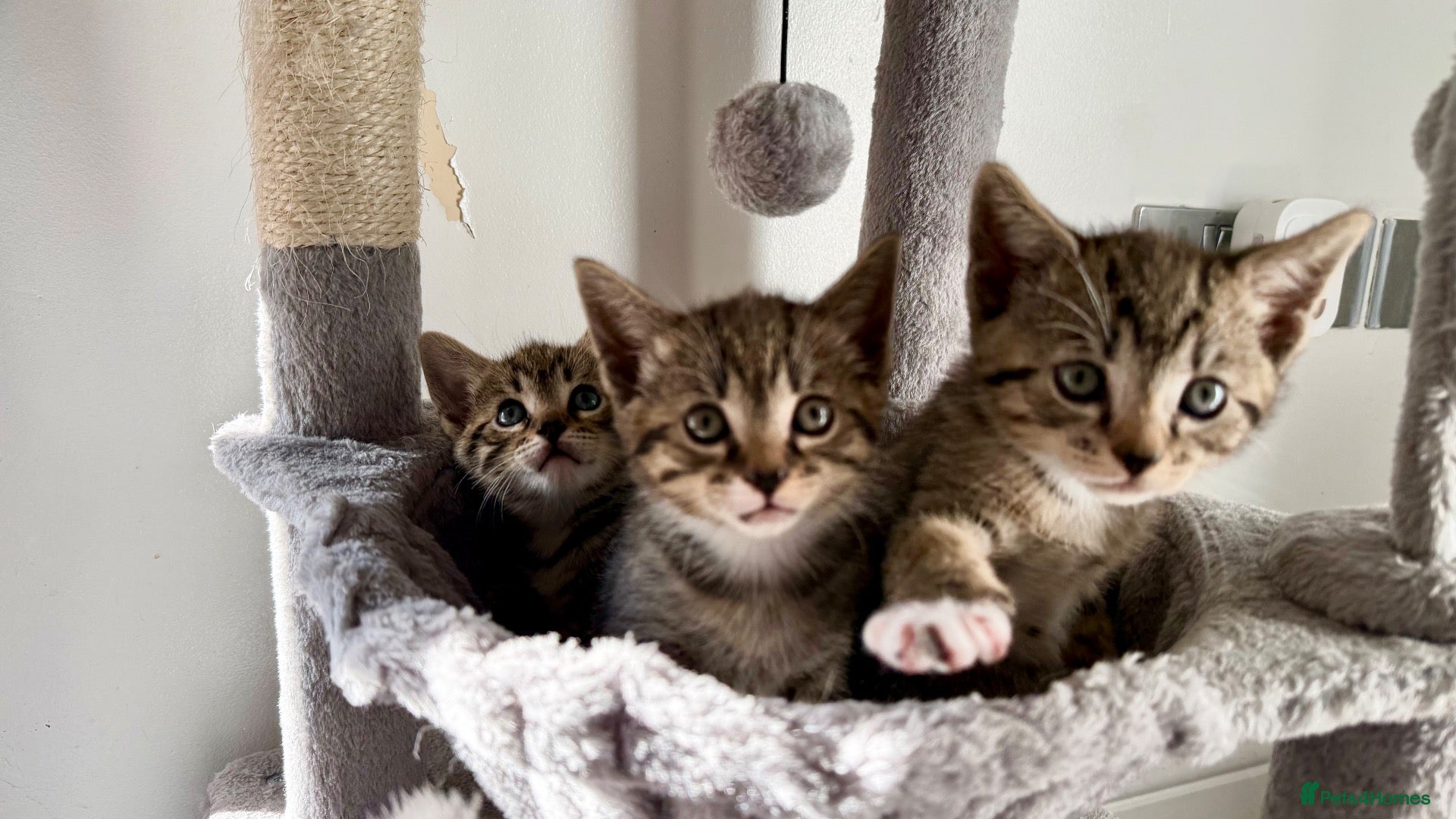 Mixed Breed cats Meet our rare beautiful kittens…  - Advert 7