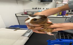 Guinea Pig rodents for sale: 3 bonded males 5 weeks old  - Image 8