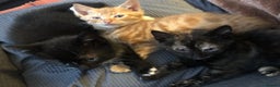 Mixed Breed cats for sale: 3 kittens available in Warrington! 2 male 1 female - Advert 5