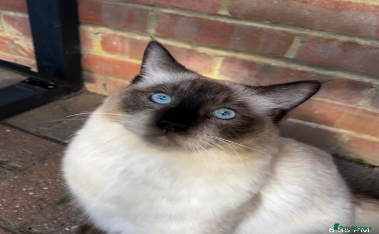 Ragdoll cats - Advert 3