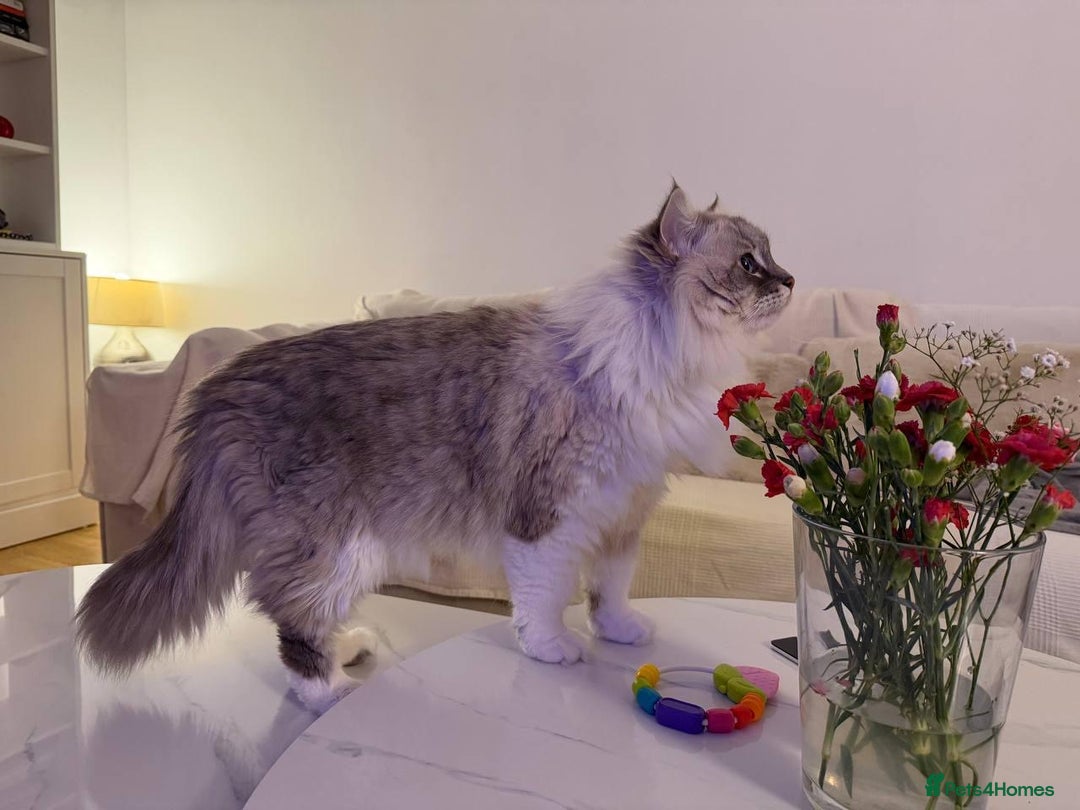 Siberian cats for sale: Rare Siberian Cats Available😻💯 - Advert 4