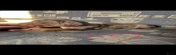 Dachshund dogs for sale: Beautiful dachshund puppies unusual colours  in Ammanford - Advert 8
