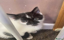 Mixed Breed cats for sale: 2 female kittens for sale  - Image 4