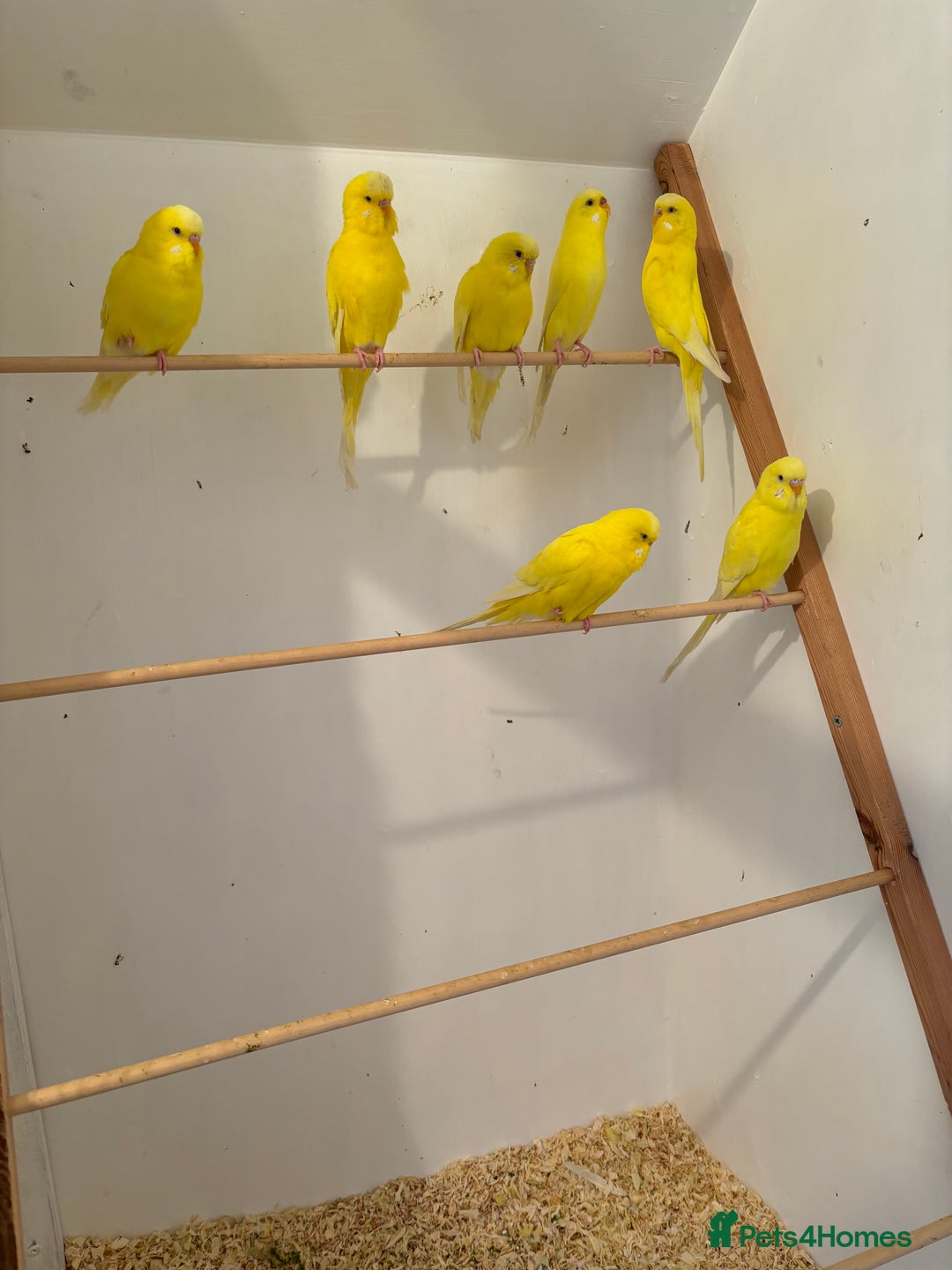 Budgerigars birds for sale: Lutino budgies  - Advert 2
