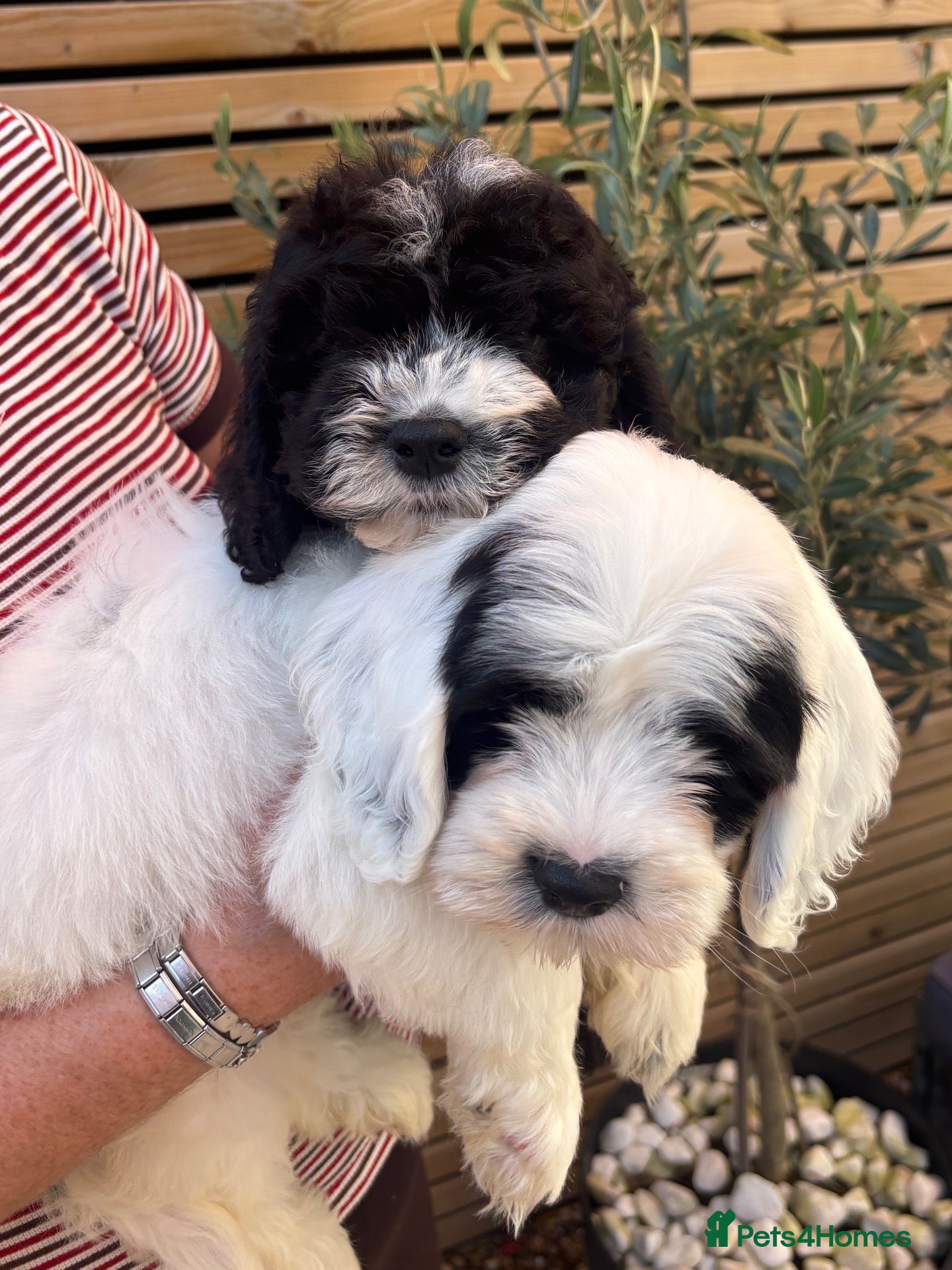 Mixed Breed dogs for sale: Cockapoo puppies  - Advert 2