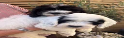 Mixed Breed dogs for sale: Cockapoo puppies  - Advert 2