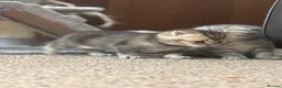 British Shorthair cats for sale: Scottish Fold/ Straight kittens available now - Advert 7