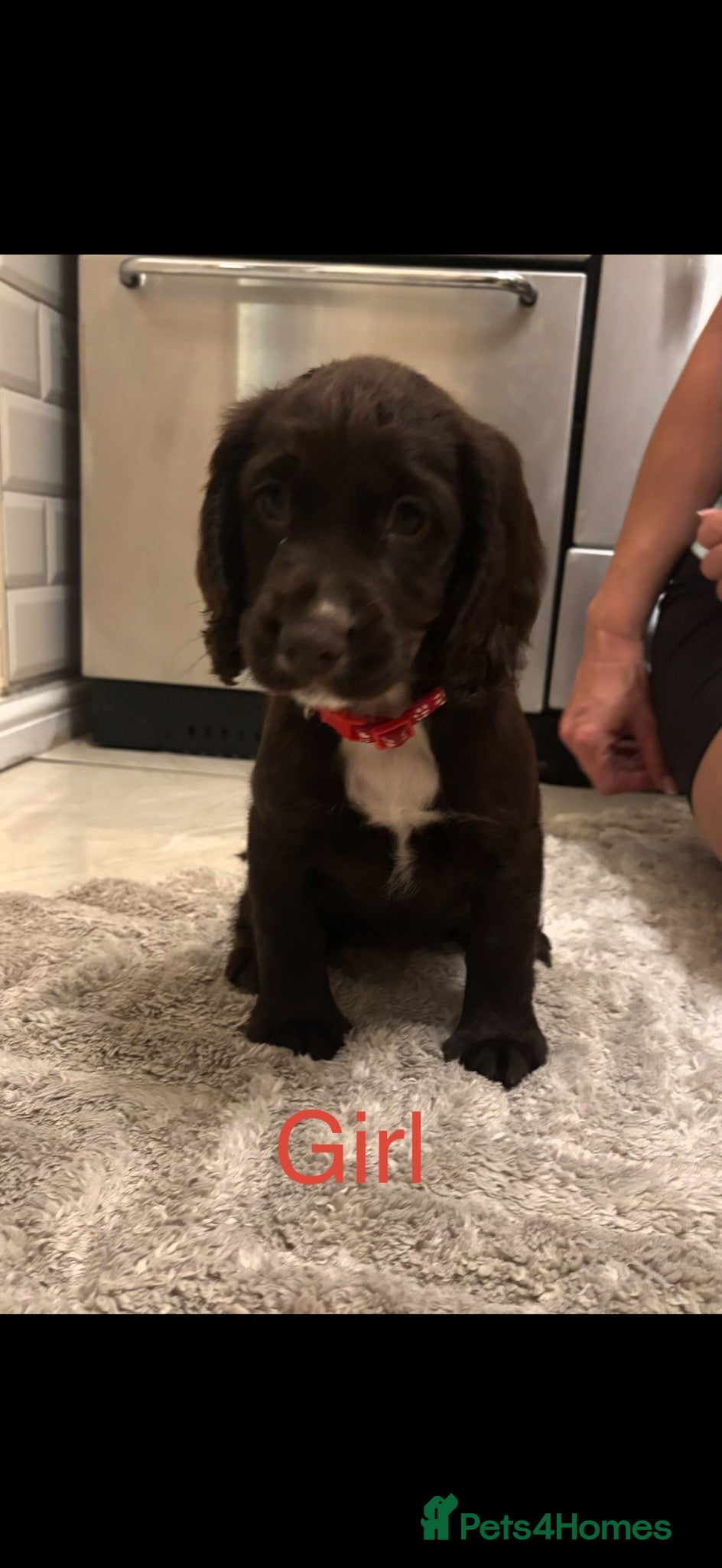 Cocker Spaniel dogs READY TO LEAVE NOW Cocker spaniel puppies  - Advert 17
