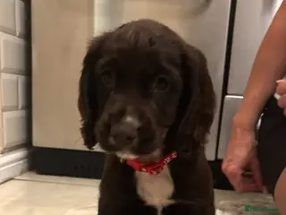 Cocker Spaniel dogs 1 GIRL LEFT READY TO LEAVE cocker spaniel puppies - Advert 2